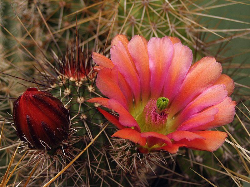 Echinocereus Fasciculatus Ssp. Boyce-thompsonii Hibrid